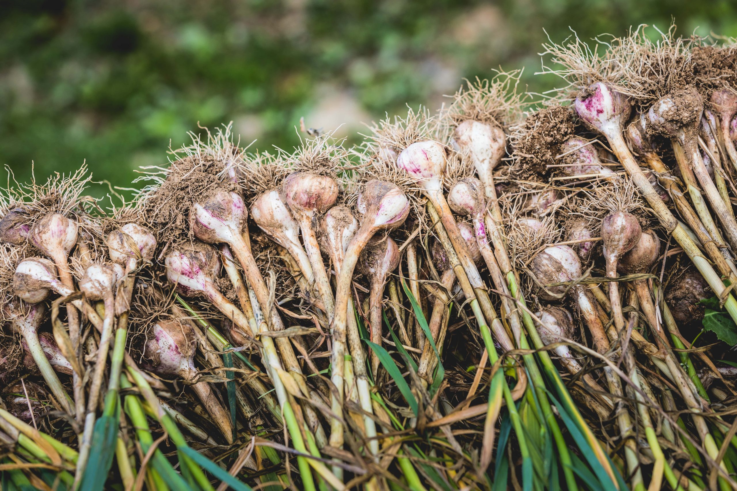 Planting Different Root Crops