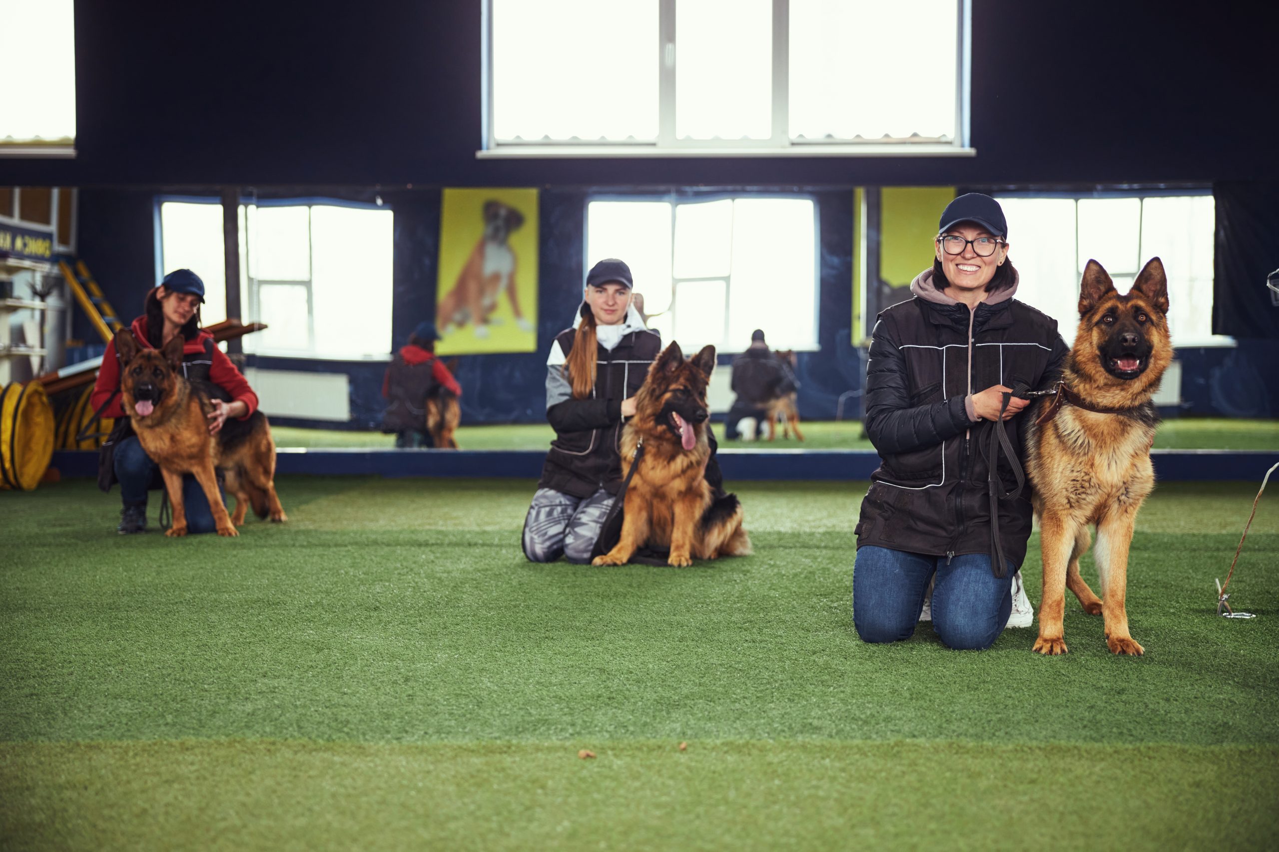 5 Essential Commands Taught In Dog Obedience Classes